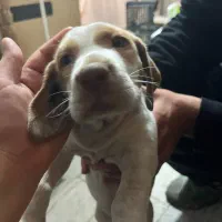 واگذاری سگ پوینتر شکاری المانی|سگ|قائم‌شهر, |دیوار