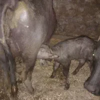 گاومیش دامازلیخ تازه زاییده