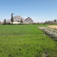 برنج اصل لنجان