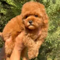 توله توی پودل
