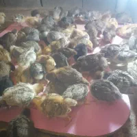 جوجه  محلی به فروش میرسد