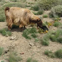 بز داشتی جوان