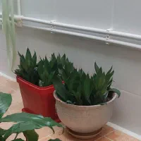 انواع گل‌های شاداب خانگی زیبا با قیمت مناسب|گل و گیاه طبیعی|کرمانشاه, |دیوار