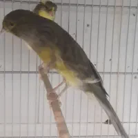 قناری ماده رسمی بلند