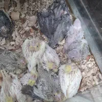 طوطی سرلاکی عروس،گیرینچیک|پرنده|آباده, |دیوار