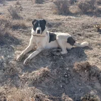 باسلام یک سگ