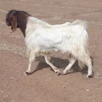 نربز پازن|حیوانات مزرعه|رونیز, |دیوار