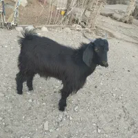 نریگ