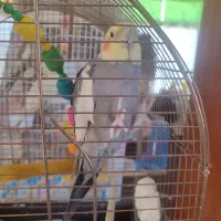 عروس هلندی|پرنده|سنقر, |دیوار