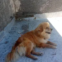 سگ پامر اشمیتز 7ماهه نر