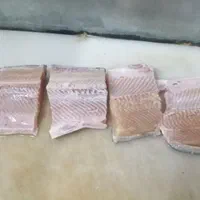 ماهی قزل آلا زنده