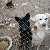 واگذاری توله ژرمن بلک موکلاسیک