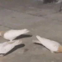 کبوترماده|حیوانات|شیراز, عادل آباد|دیوار