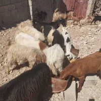 کهره نَر|حیوانات مزرعه|شبانکاره, |دیوار