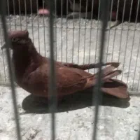 ماده سرخ|پرنده|دورود, |دیوار