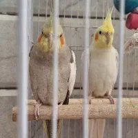جفت عروس هلندی