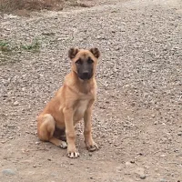 توله سگ چهار ماهه