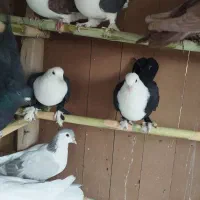 کل سفید. پشدار. پلاس .یهودی