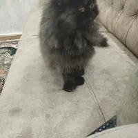 گربه پرشین 4ساله شناسنامه دار