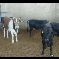 فروش گوساله چاق جهت نذری