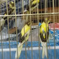 باسلام عرض ادب خدمت دوستان عزیز عشق بازان|پرنده|شهریار, شهریار|دیوار