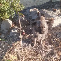 واگذاری سه تا سگ پاپی اشپیتز|سگ|فلاورجان, |دیوار