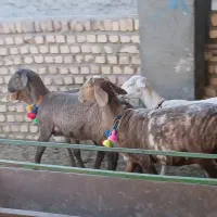 بره ماده چینی|حیوانات مزرعه|کاشمر, |دیوار