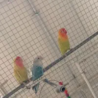 عروس هلندی کوتوله فنچ|پرنده|سبزوار, کهنه آب|دیوار