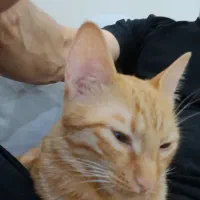 واگذاری دو تا گربه یکساله و هفت ماهه