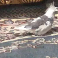 عروس هلندی گمشده