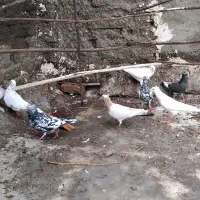 کبوتر سار سرونج کاکلی|پرنده|میان جلگه, |دیوار