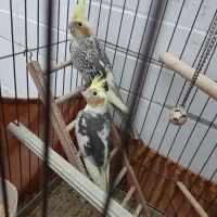 یه جفت جوجه دوماهه