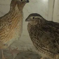 بلدرچین گوشتی