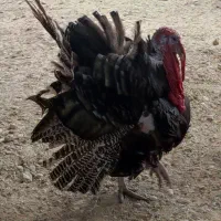 بوقلمون