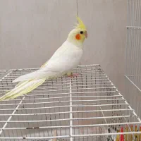 پرنده عروس هلندی