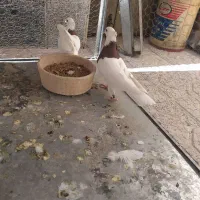 ۶عددطوقی بایه قفس تمام  استیل ۶طبقه