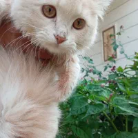 گربه ۳ ماهه