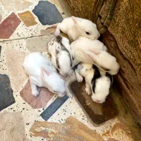 خرگوش تازه به دنیا اومده