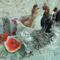مرغ تخم گذار محلی جوان