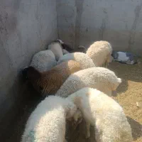 بره نر