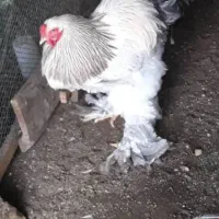 تخم برهما امپراطور و رومانی و کلبمین