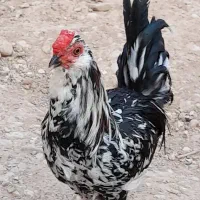 خروس فروشی