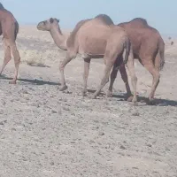 حیوانات مزرعه|حیوانات مزرعه|خوسف, |دیوار