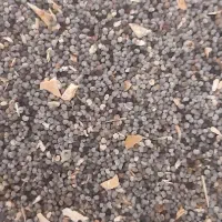 بذر کشاورزی و دارویی