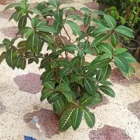 گل وگیاه|گل و گیاه طبیعی|بندر گناوه, |دیوار