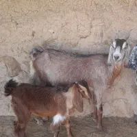 بز کهره دار ارسنجان