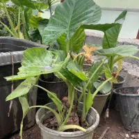 بابا آدم|گل و گیاه طبیعی|آستانه اشرفیه, |دیوار