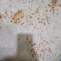 نان محلی