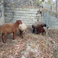 میش وبره نربادوتا توقلی ماده دوقلوازهمین میش