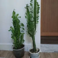 افوربیای سبز
